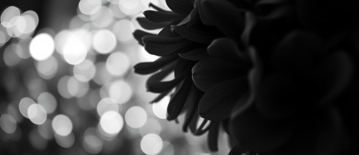 Ethereal Floral Dream: Romantic Bokeh Photography in 8K Resolution
 | Unfold Lens